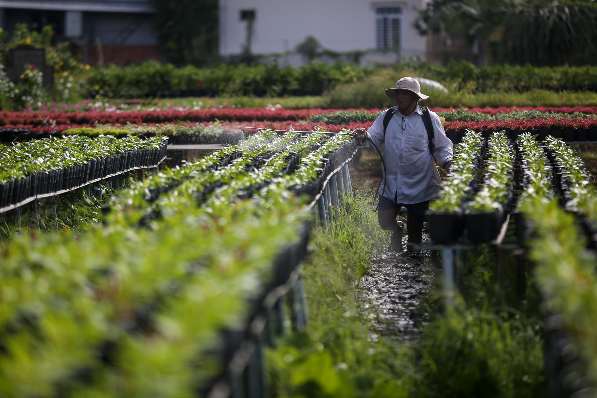 lang hoa lon nhat mien tay tat thu phi tham quan anh 3