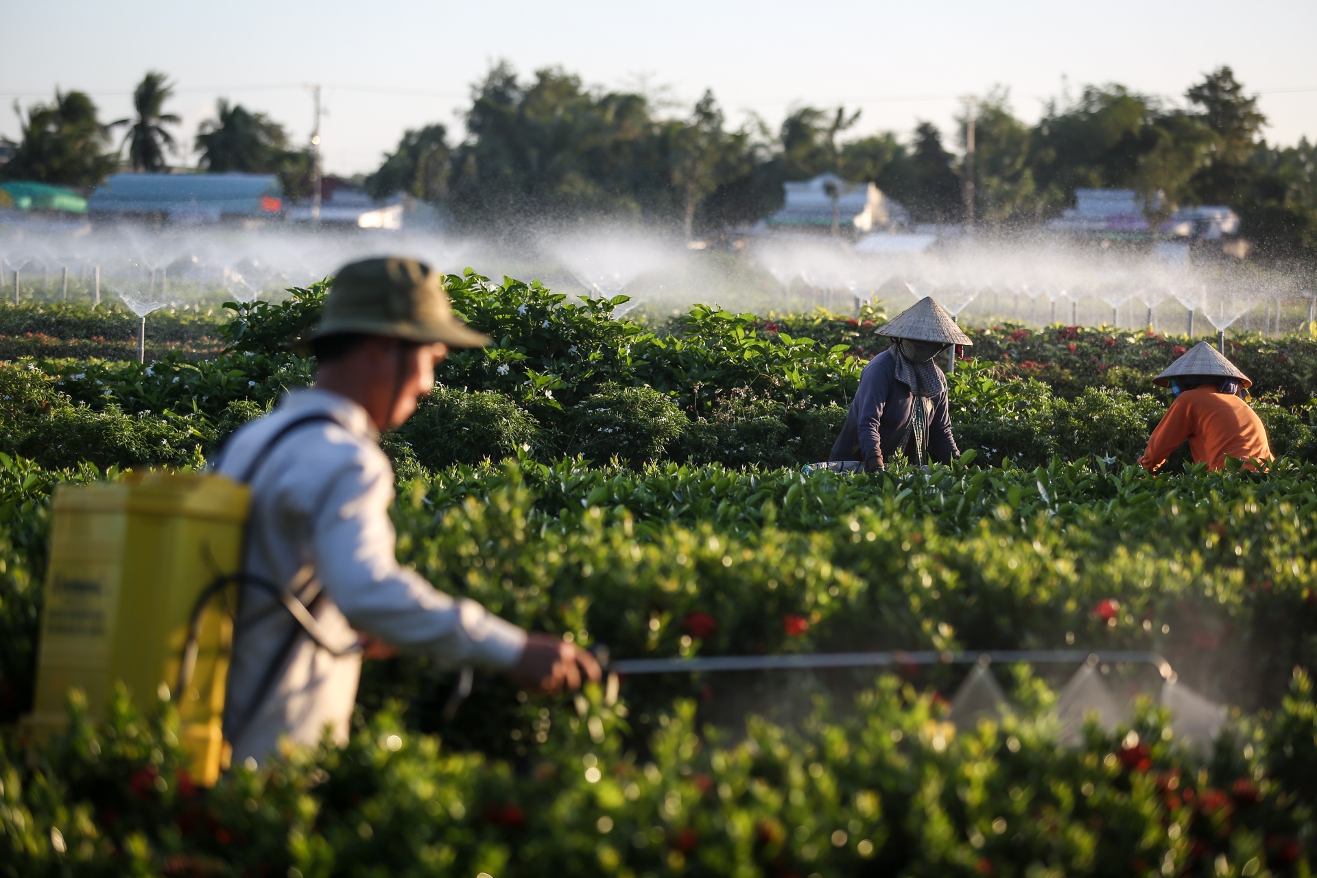 lang hoa lon nhat mien tay tat thu phi tham quan anh 4