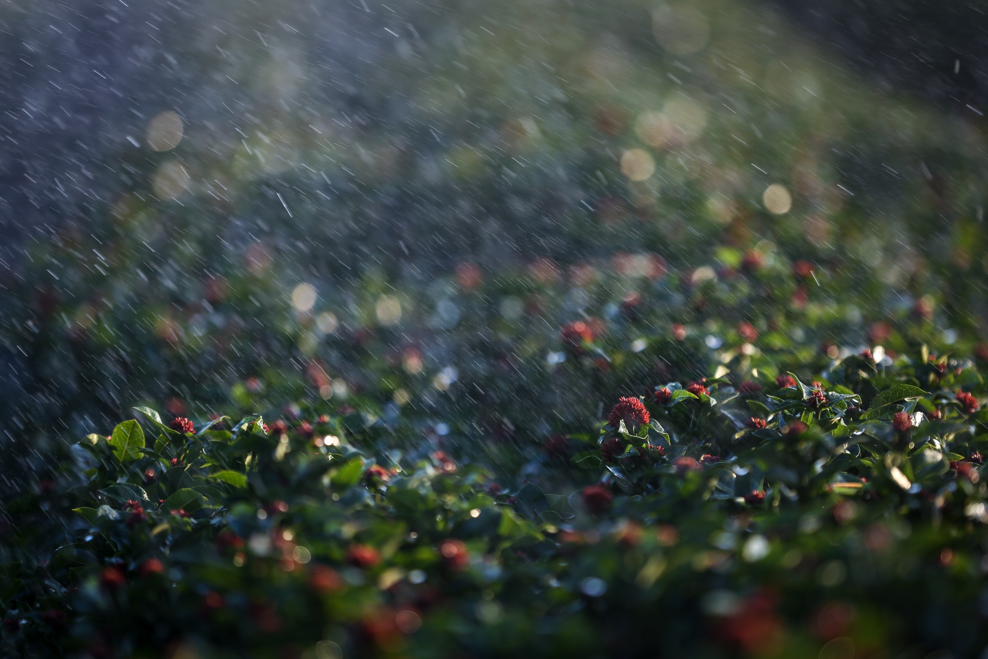 lang hoa lon nhat mien tay tat thu phi tham quan anh 6