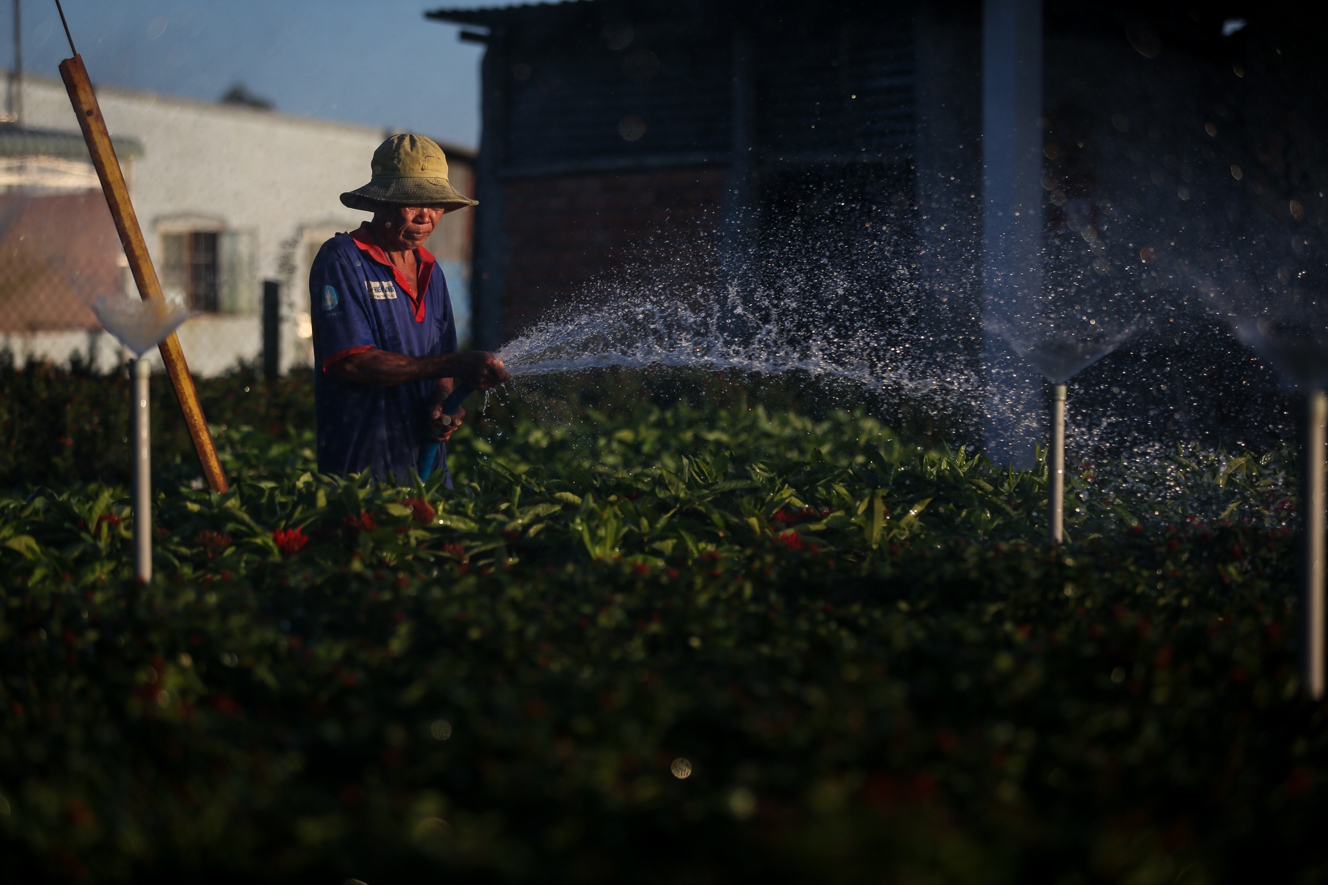 Khung canh lang hoa Sa Dec trong nhung ngay gan Tet Nguyen dan hinh anh