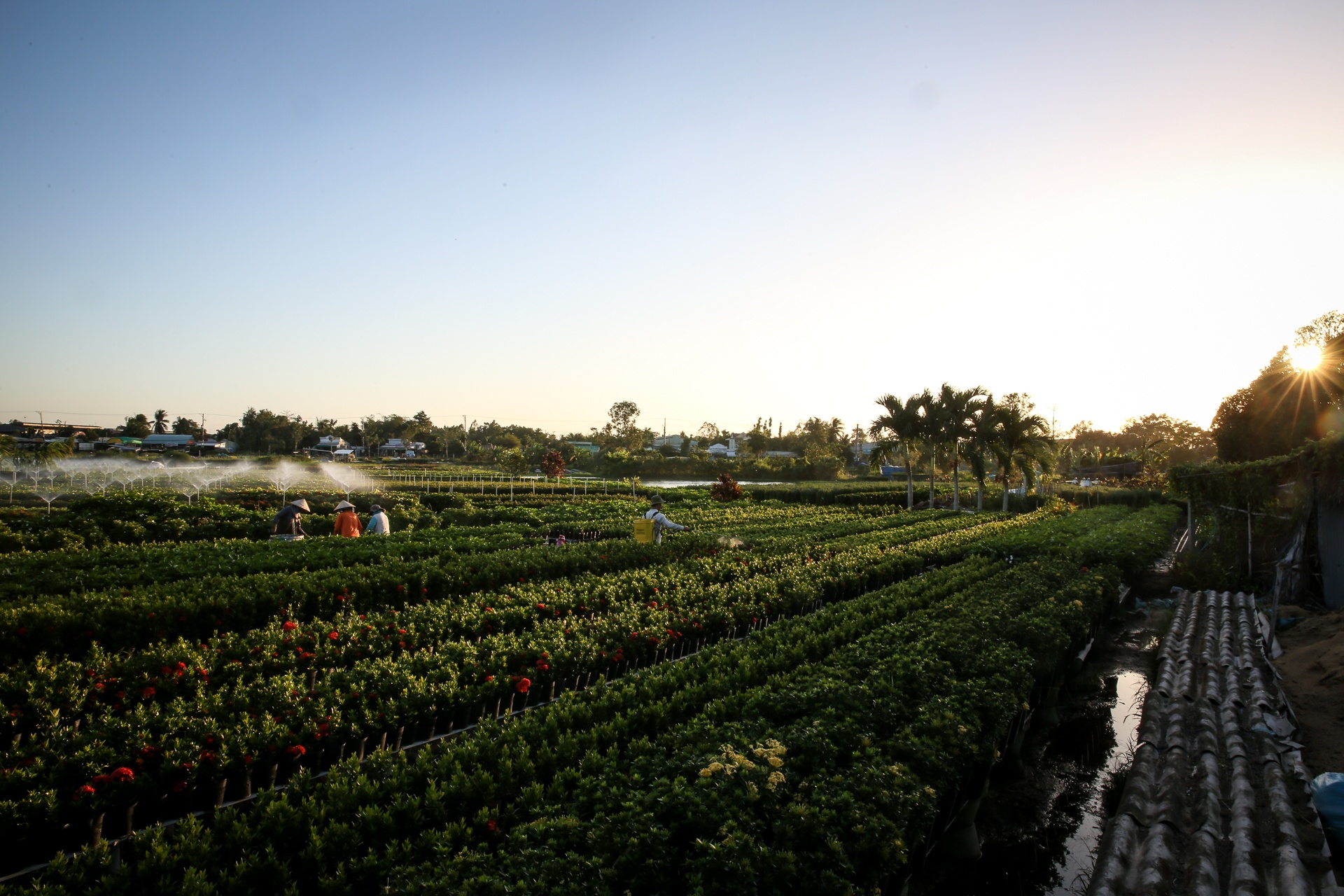 lang hoa lon nhat mien tay tat thu phi tham quan anh 14