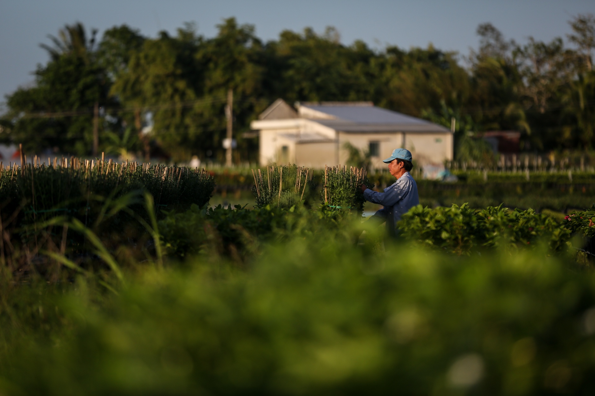 lang hoa lon nhat mien tay tat thu phi tham quan anh 8