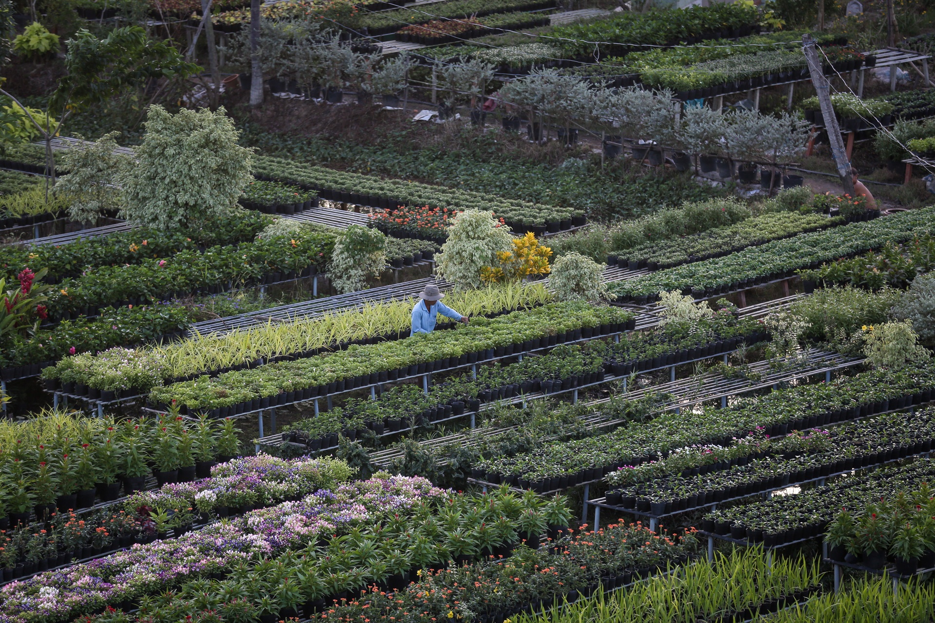 lang hoa lon nhat mien tay tat thu phi tham quan anh 2