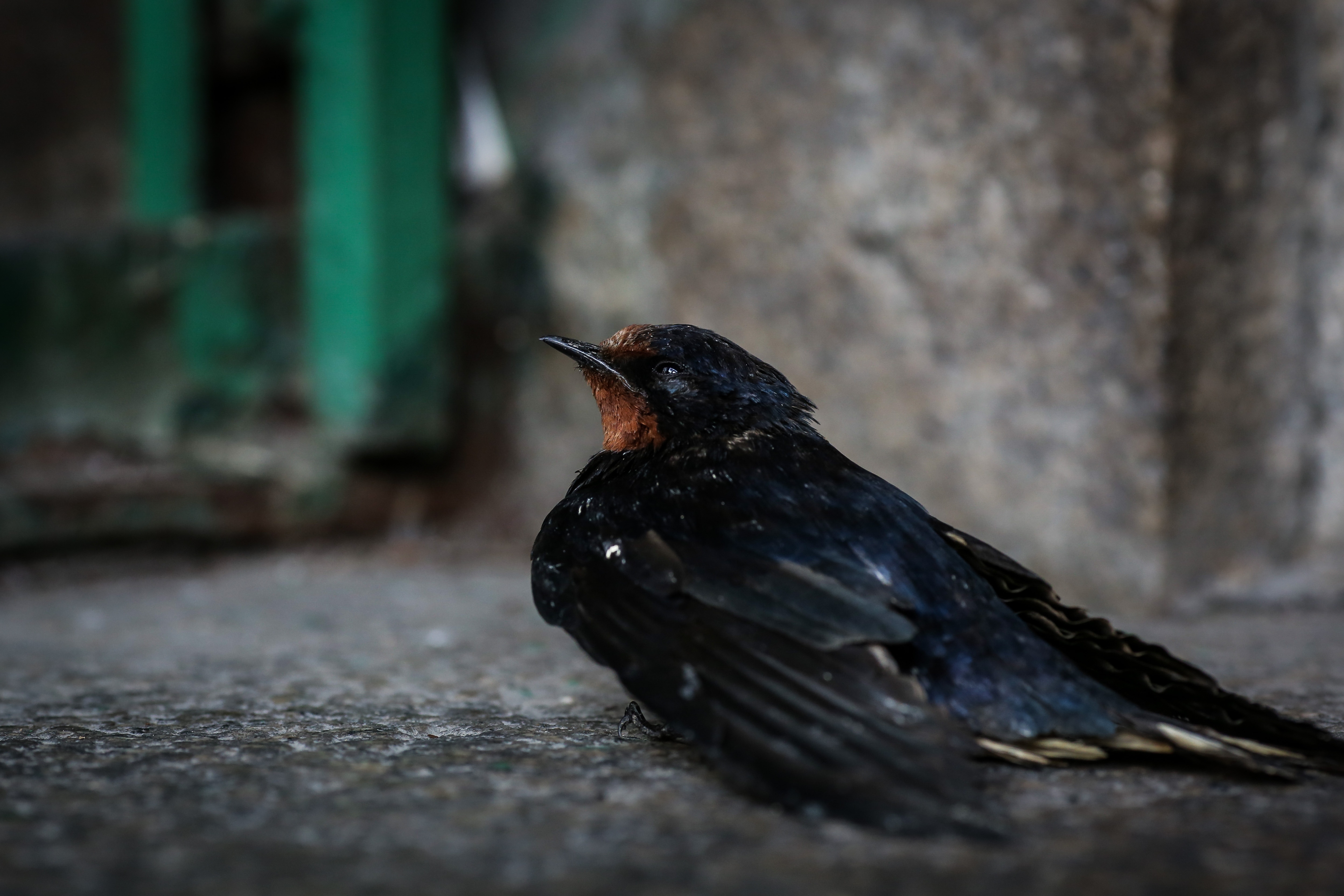 chua Ba Sai Gon Tet Nguyen tieu anh 3