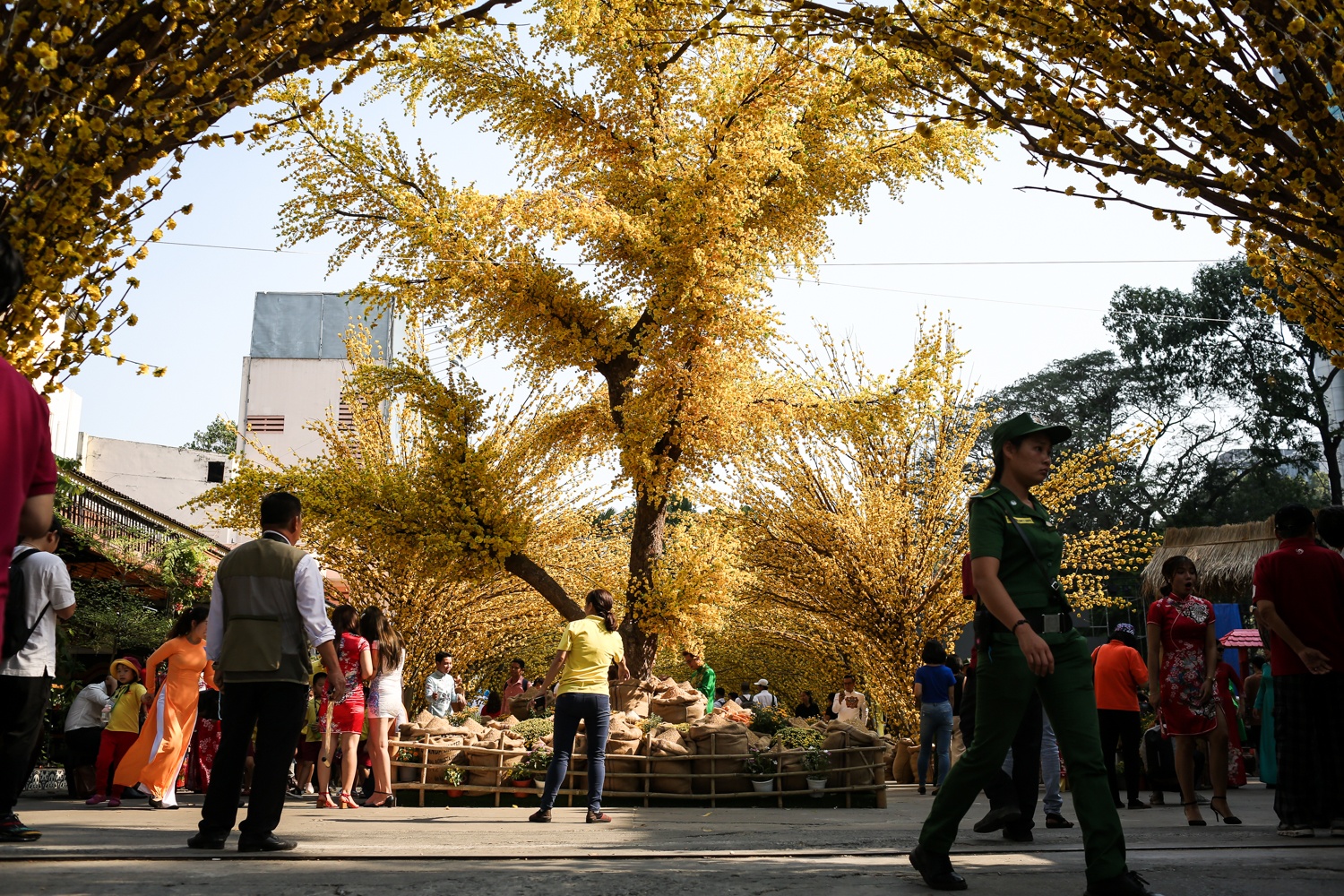duong mai,  pho ong do,  tet,  tet 2019 anh 2