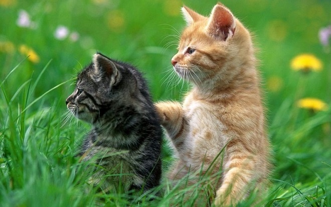 'Meo meo huyen meo': Tinh yeu bat diet hinh anh