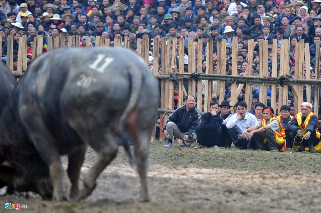 Trọi trâu mang đầy tính bạo lực ảnh 2 Troi trau mang day tinh bao luc anh 2
