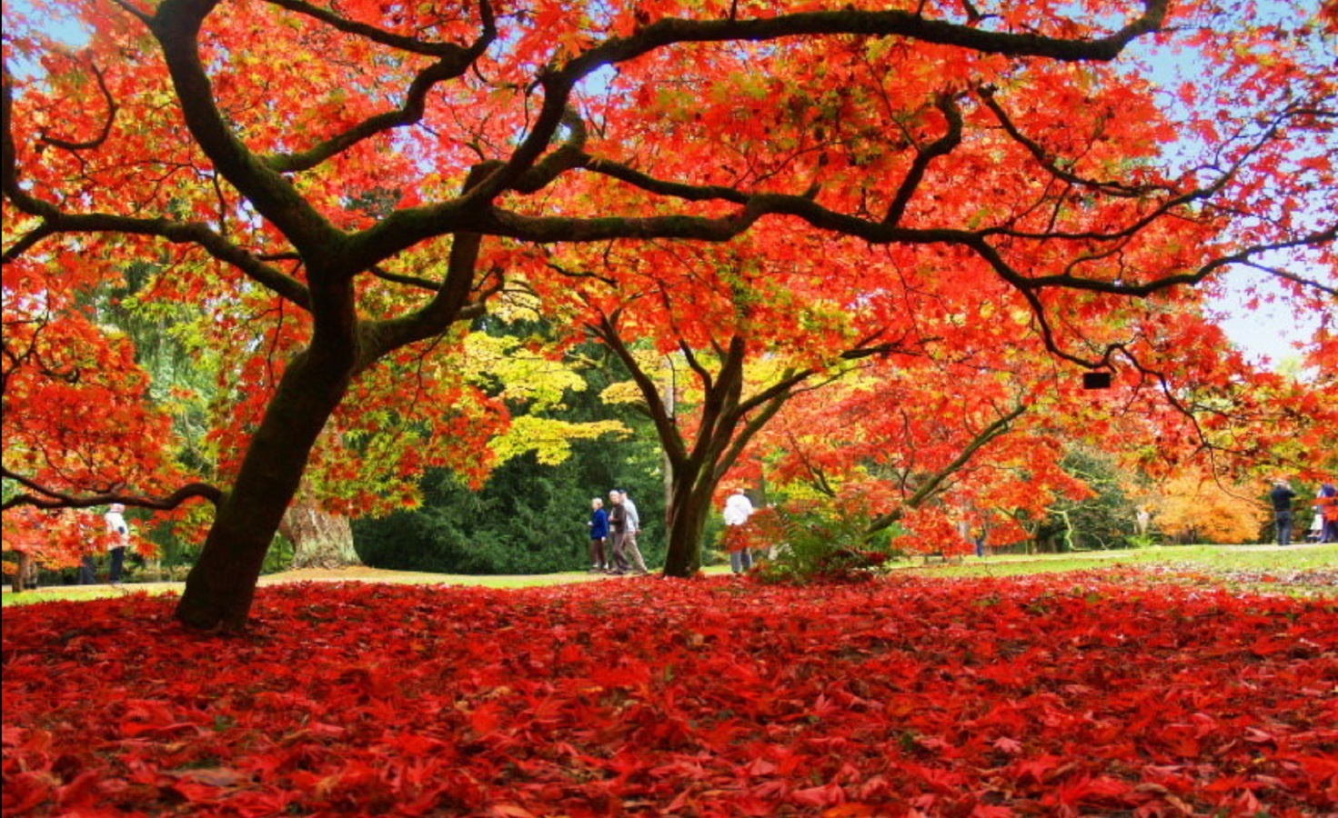 Tai sao la cay o Nhat Ban lai do vao mua thu anh 3