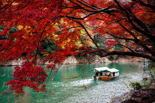 Tai sao la cay o Nhat Ban lai do vao mua thu anh 7