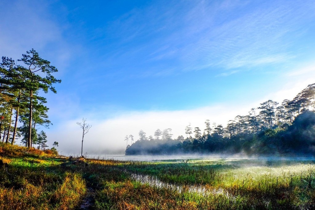 rừng phong lá đỏ ở Đà Lạt ảnh 2 rung phong la do o Da Lat anh 2