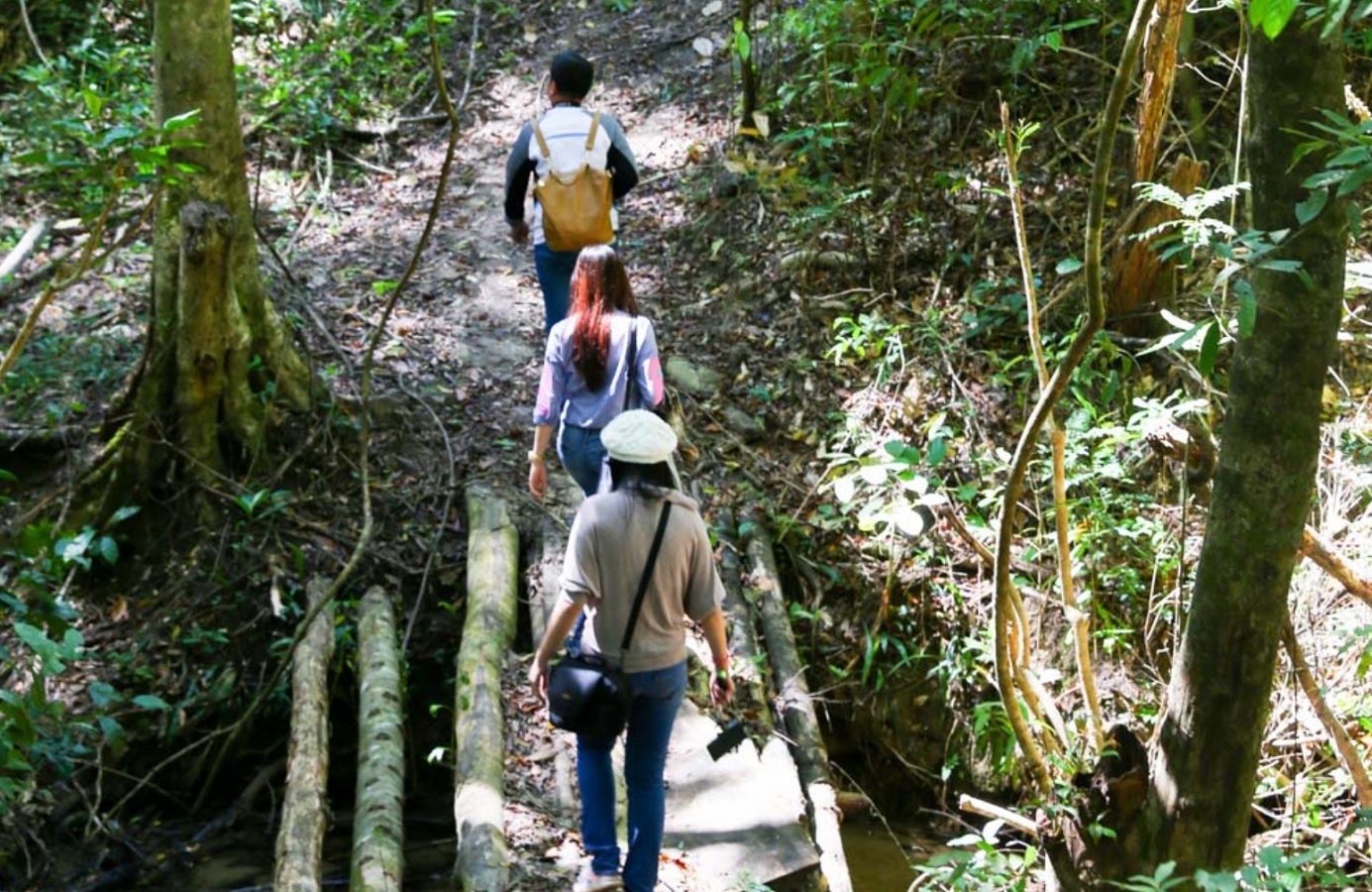 rừng phong lá đỏ ở Đà Lạt ảnh 1 rung phong la do o Da Lat anh 1