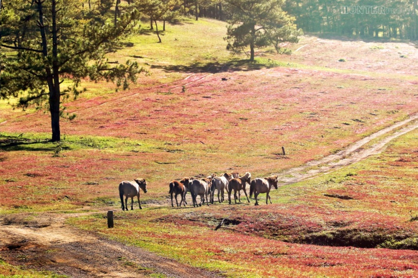Diem tham quan mien phi o Da Lat anh 10