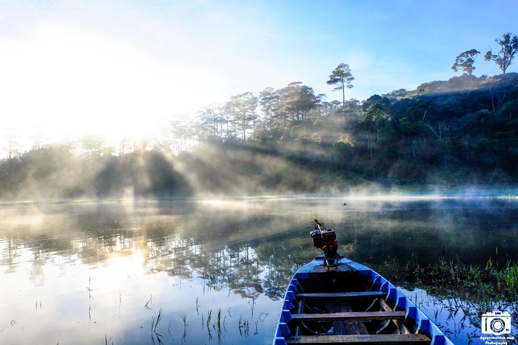 rừng phong lá đỏ ở Đà Lạt ảnh 5 rung phong la do o Da Lat anh 5