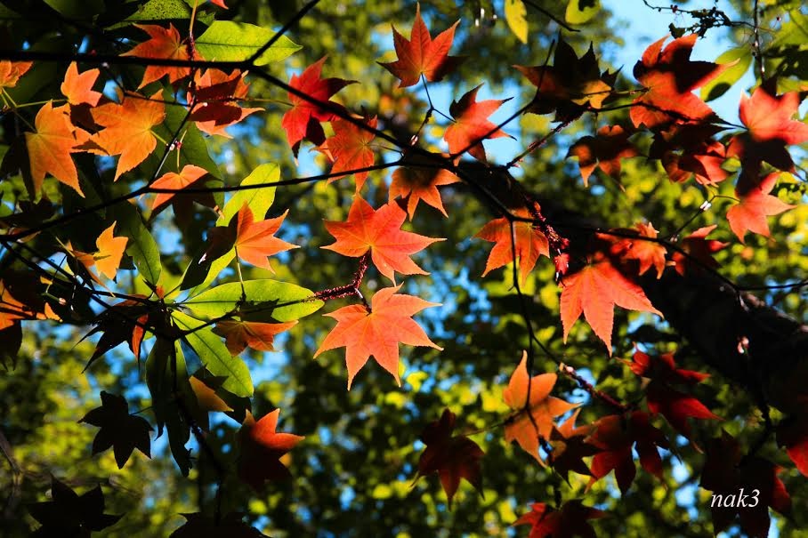 Rung phong la do nam o dau Da Lat? hinh anh