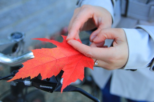 rừng phong lá đỏ ở Đà Lạt ảnh 3 rung phong la do o Da Lat anh 3