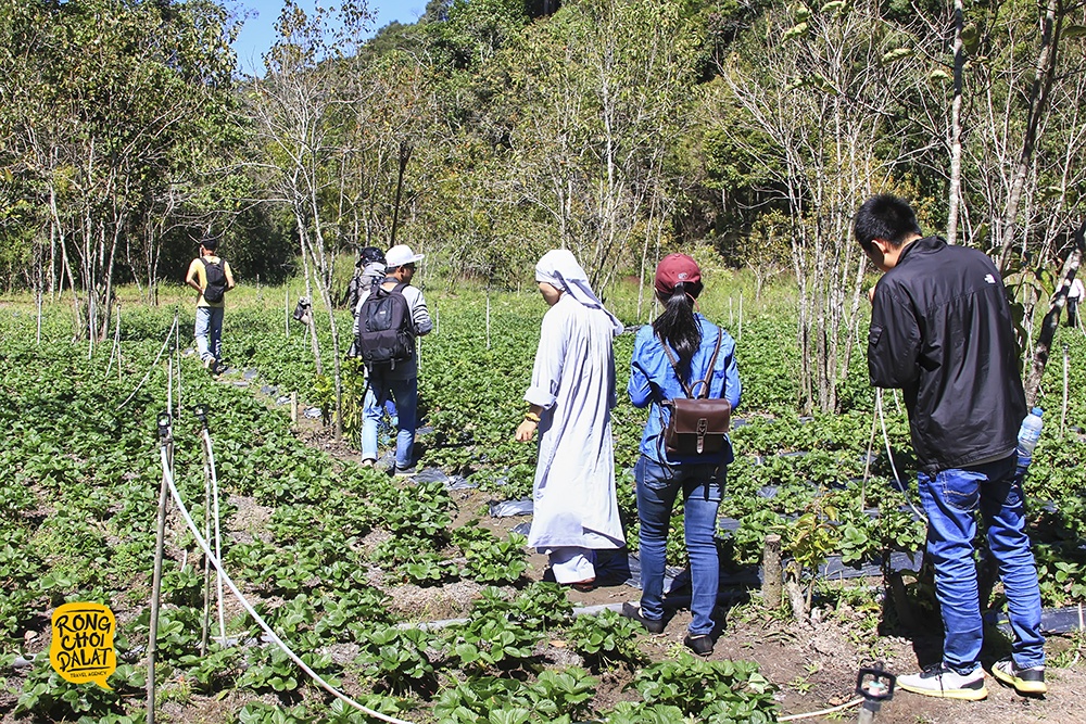 rừng phong lá đỏ ở Đà Lạt ảnh 8 rung phong la do o Da Lat anh 8