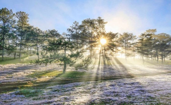 Sao cỏ hồng biến thành cỏ tuyết ảnh 6 Sao co hong bien thanh co tuyet anh 6