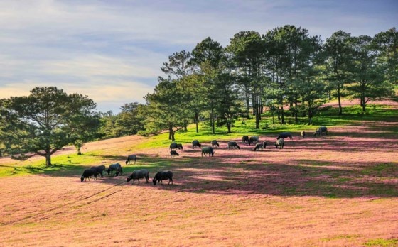 Sao cỏ hồng biến thành cỏ tuyết ảnh 7 Sao co hong bien thanh co tuyet anh 7