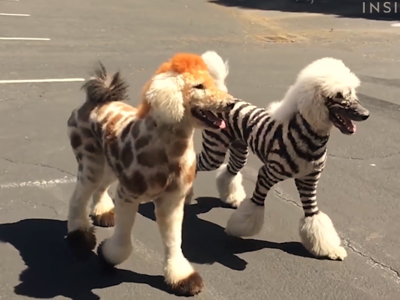 Salon thu cung lam dep cho cho, meo giong dong vat hoang da o My hinh anh