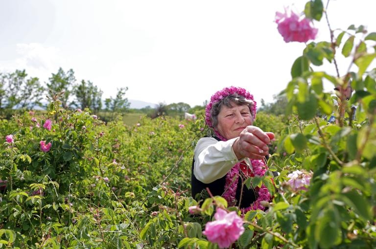 thung lũng hoa hồng ở bulgaria ảnh 5 thung lung hoa hong o bulgaria anh 5