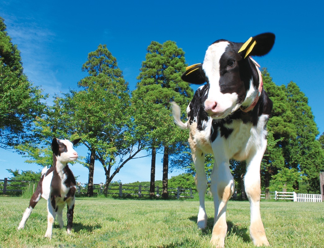 du lich narita nhat ban anh 8