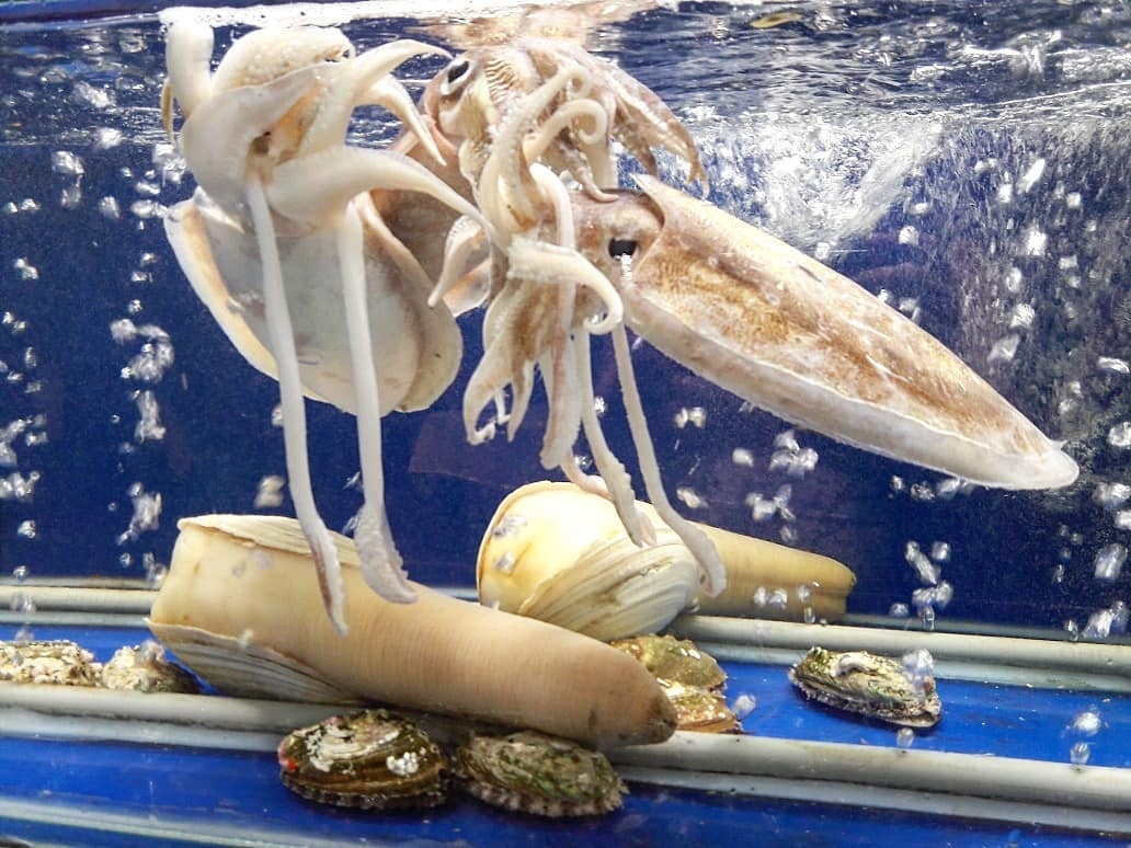 hai san tuoi song ngon re o TP.HCM anh 14