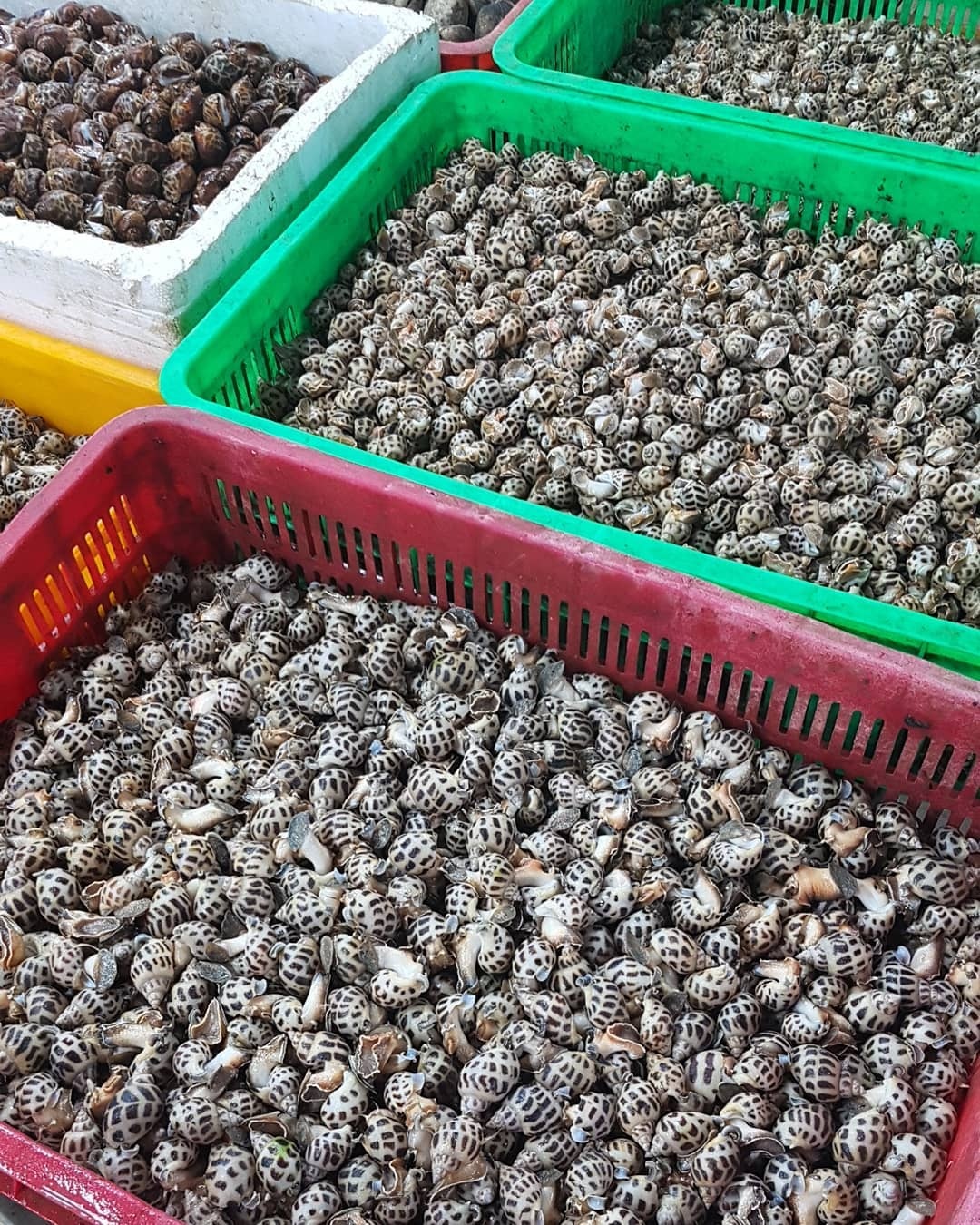 hai san tuoi song ngon re o TP.HCM anh 26