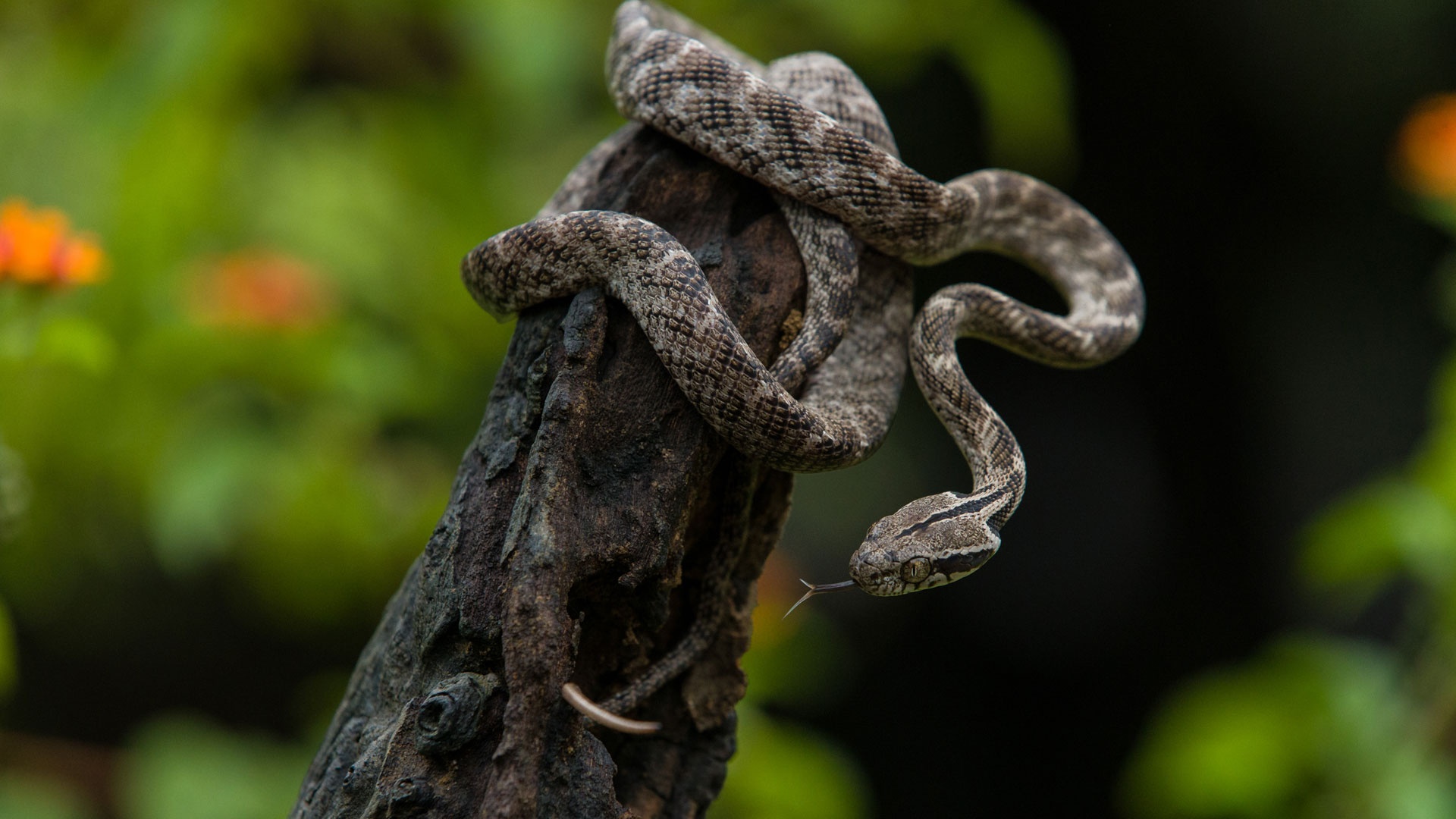 du lich sri lanka anh 5