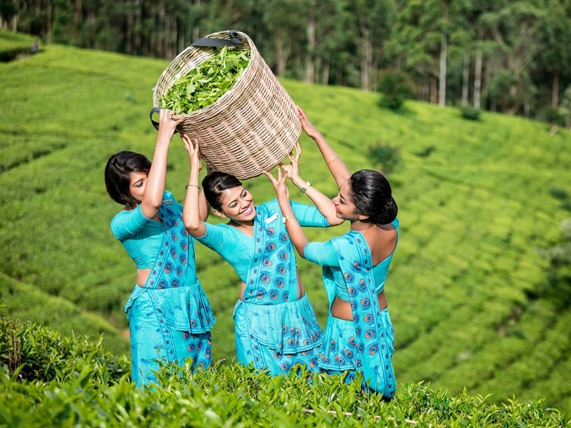 Den Sri Lanka, tan huong loat trai nghiem cuon hut khong muon ve hinh anh