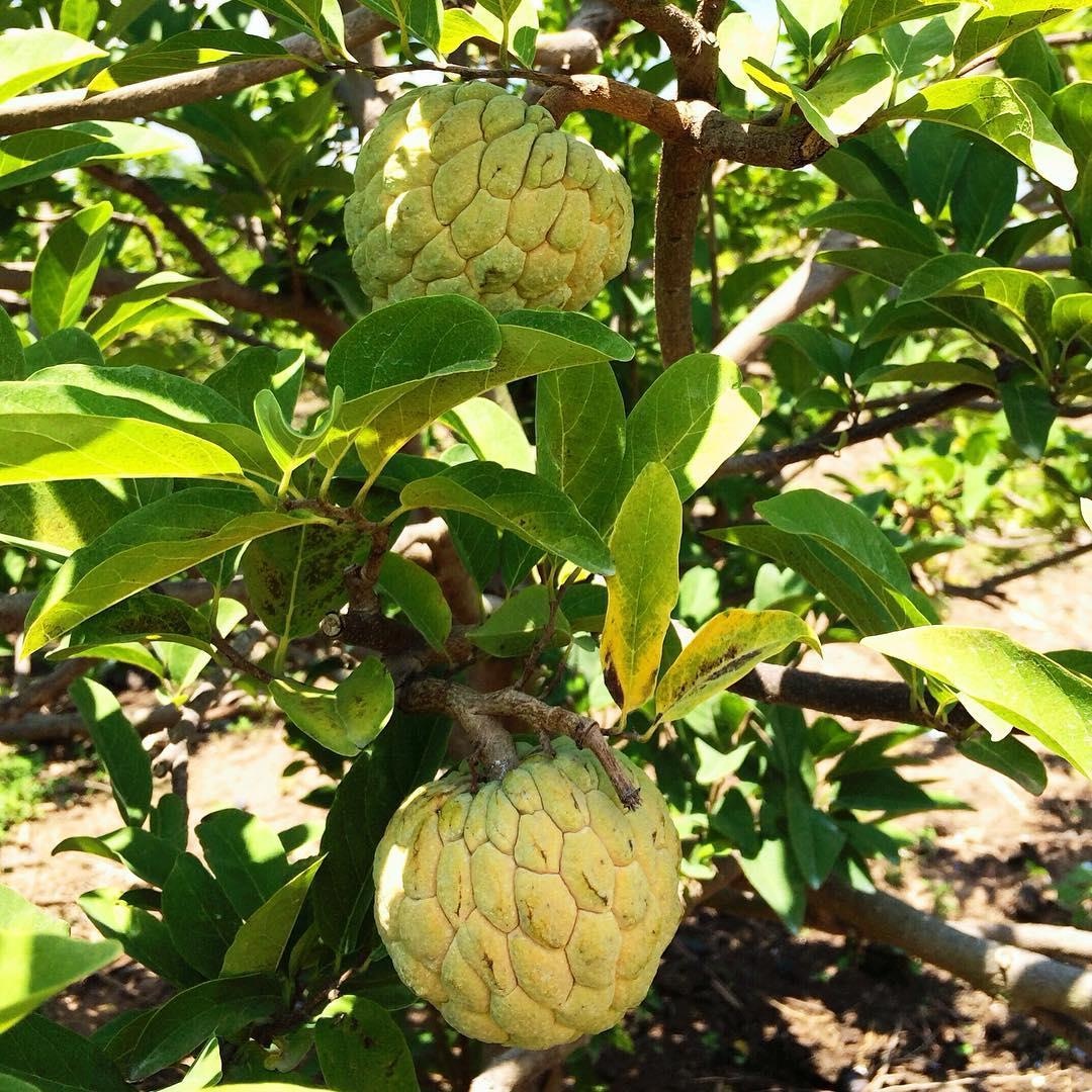 dac san tay ninh anh 7