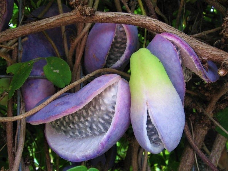 Akebi - loai qua ky la cua mua thu Nhat Ban hinh anh