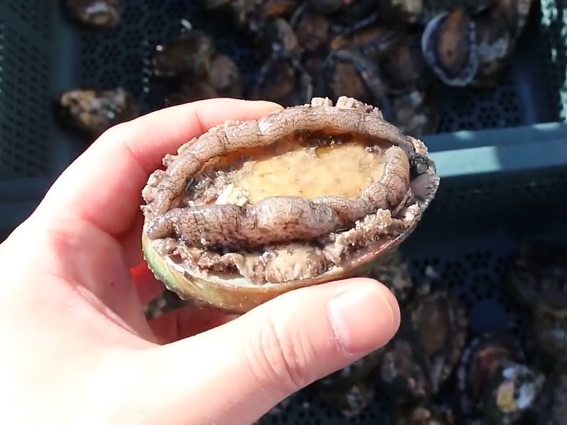 Bao ngu duoc nuoi the nao o cac trang trai thuy san Han Quoc? hinh anh