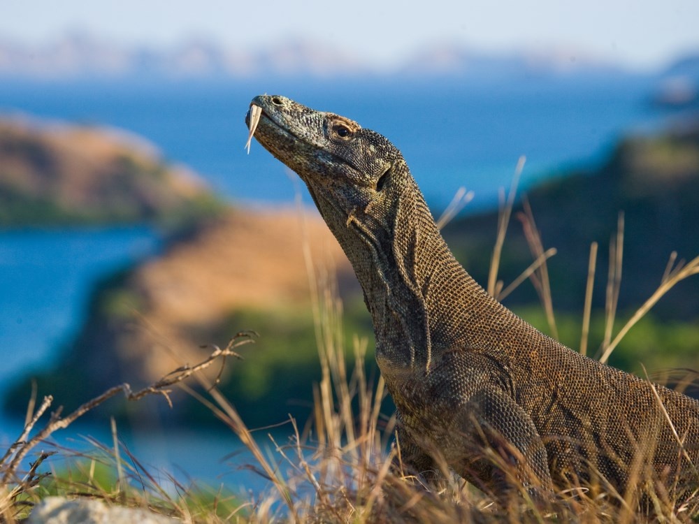 dong vat bieu tuong quoc gia anh 6