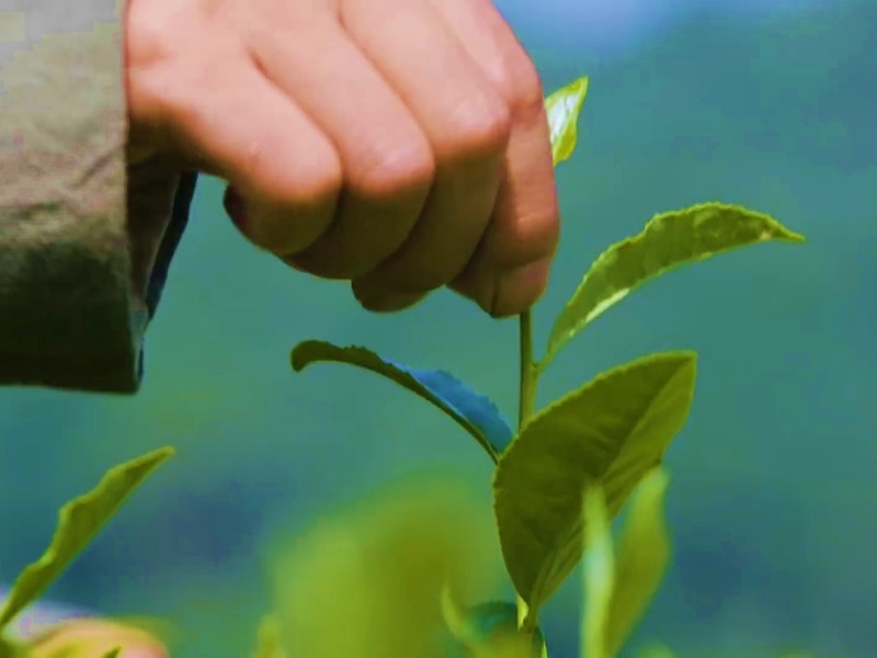 Bi mat phia sau loai tra Long Tinh thuong hang cua Trung Quoc hinh anh