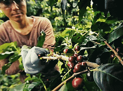 Ca phe duoc san xuat the nao o Brazil? hinh anh