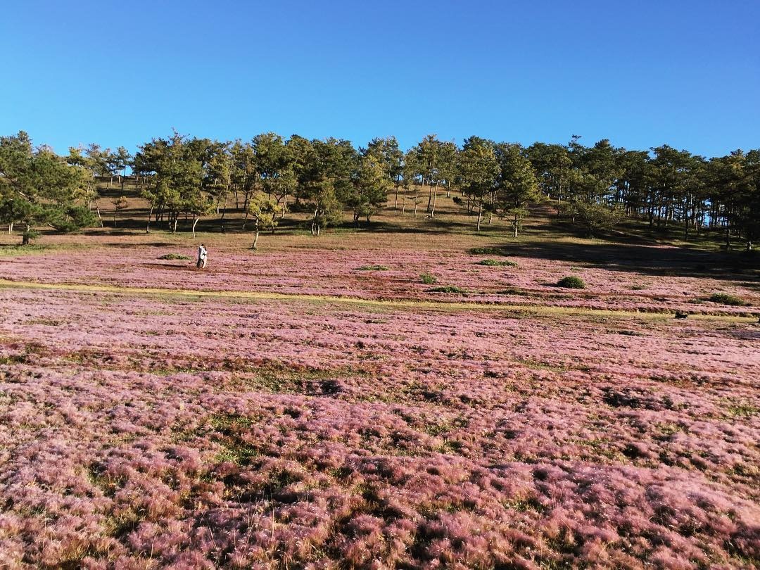 cỏ hồng Đà Lạt ảnh 4 co hong Da Lat anh 4