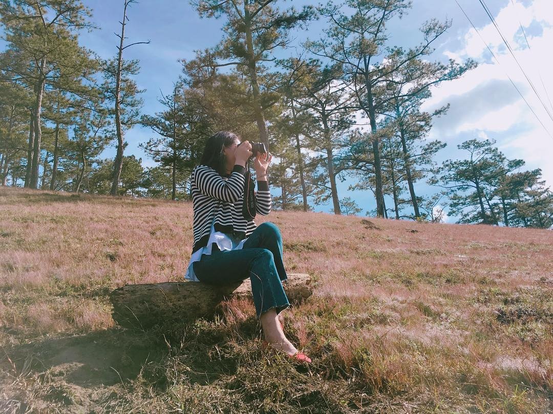 cỏ hồng Đà Lạt ảnh 7 co hong Da Lat anh 7