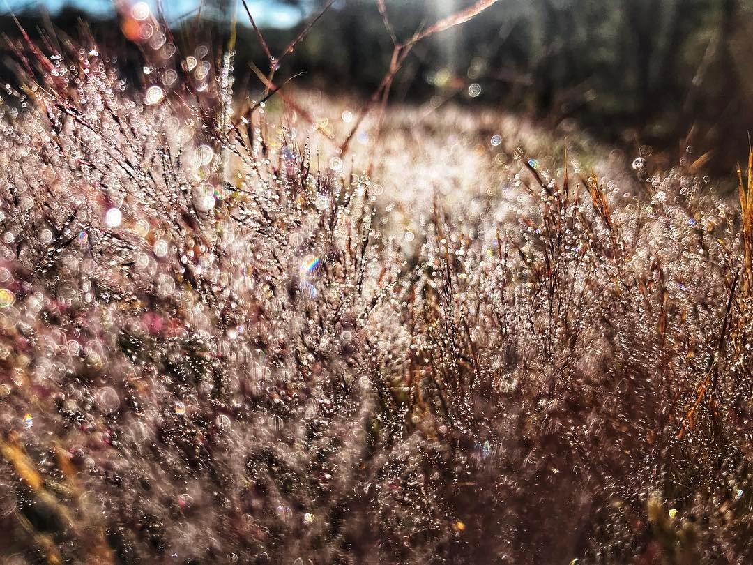 cỏ hồng Đà Lạt ảnh 2 co hong Da Lat anh 2