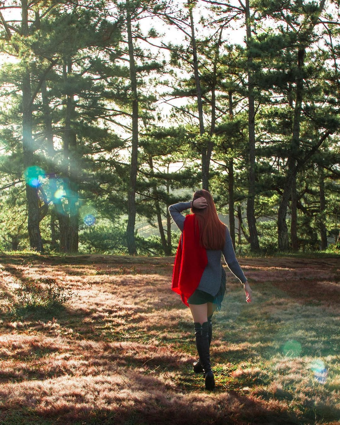 cỏ hồng Đà Lạt ảnh 6 co hong Da Lat anh 6