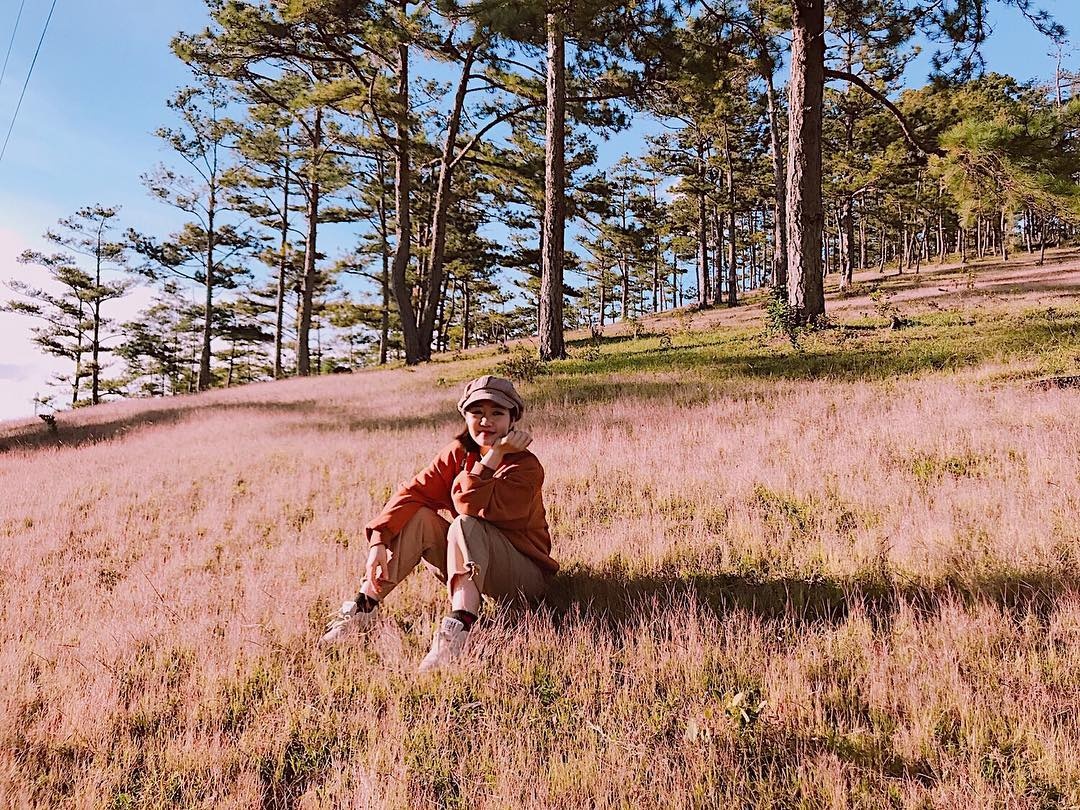 cỏ hồng Đà Lạt ảnh 1 co hong Da Lat anh 1