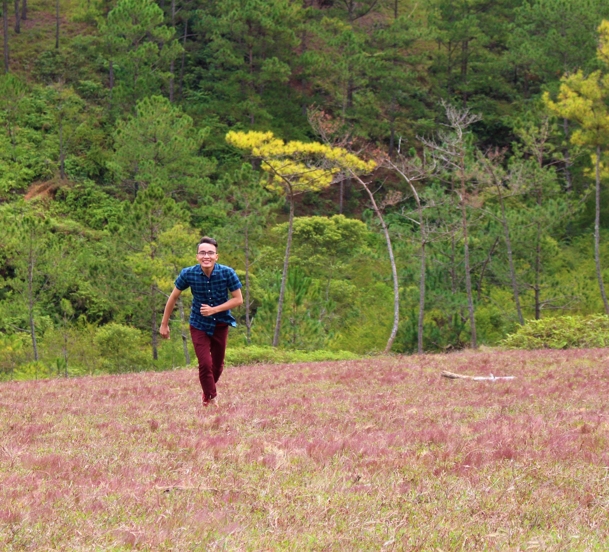 cỏ hồng Đà Lạt ảnh 3 co hong Da Lat anh 3