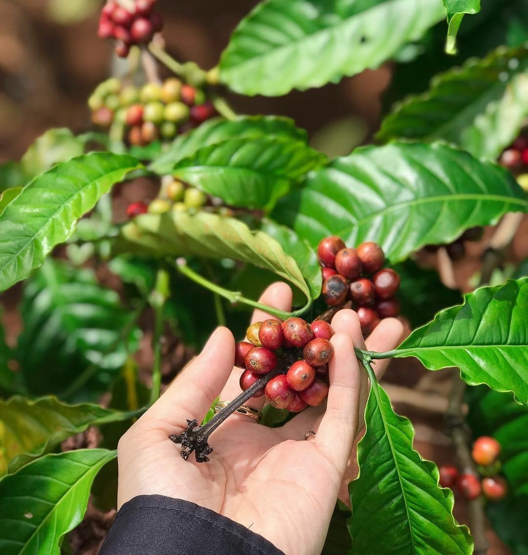 ca phe buon ma thuot anh 3