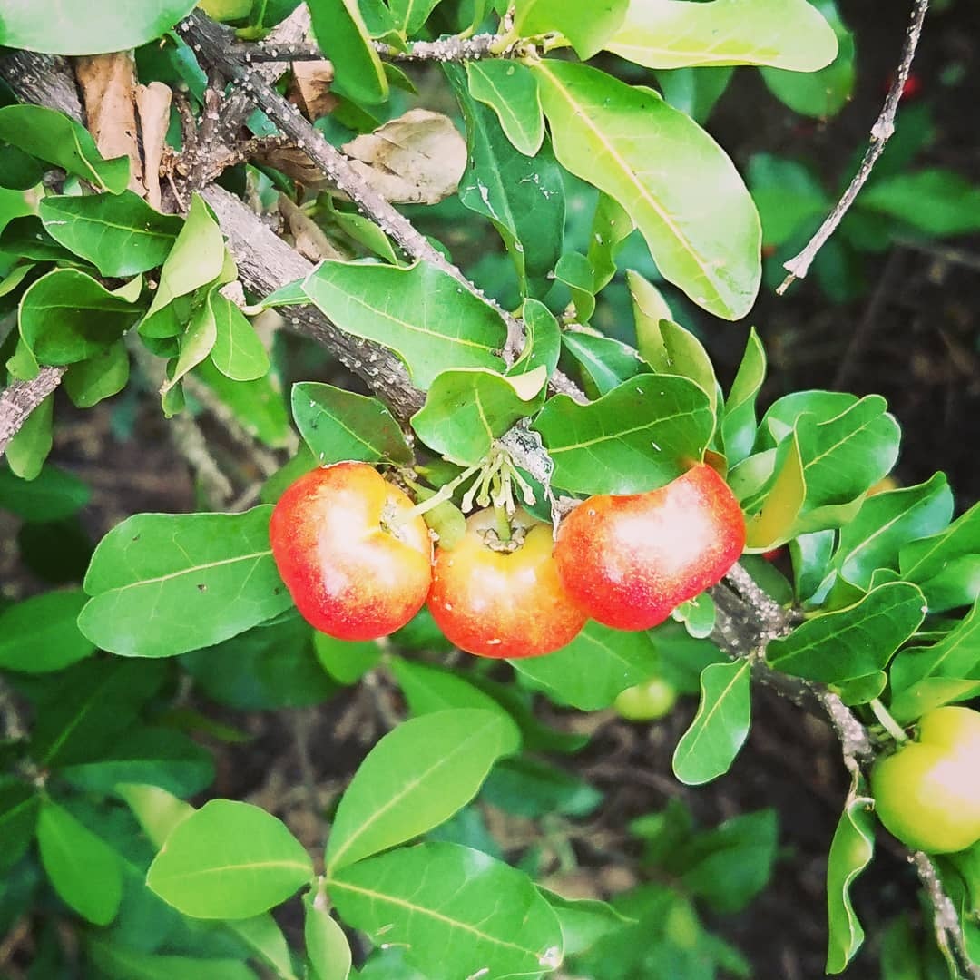 tinh duoc menh danh vuong quoc trai cay viet nam anh 5