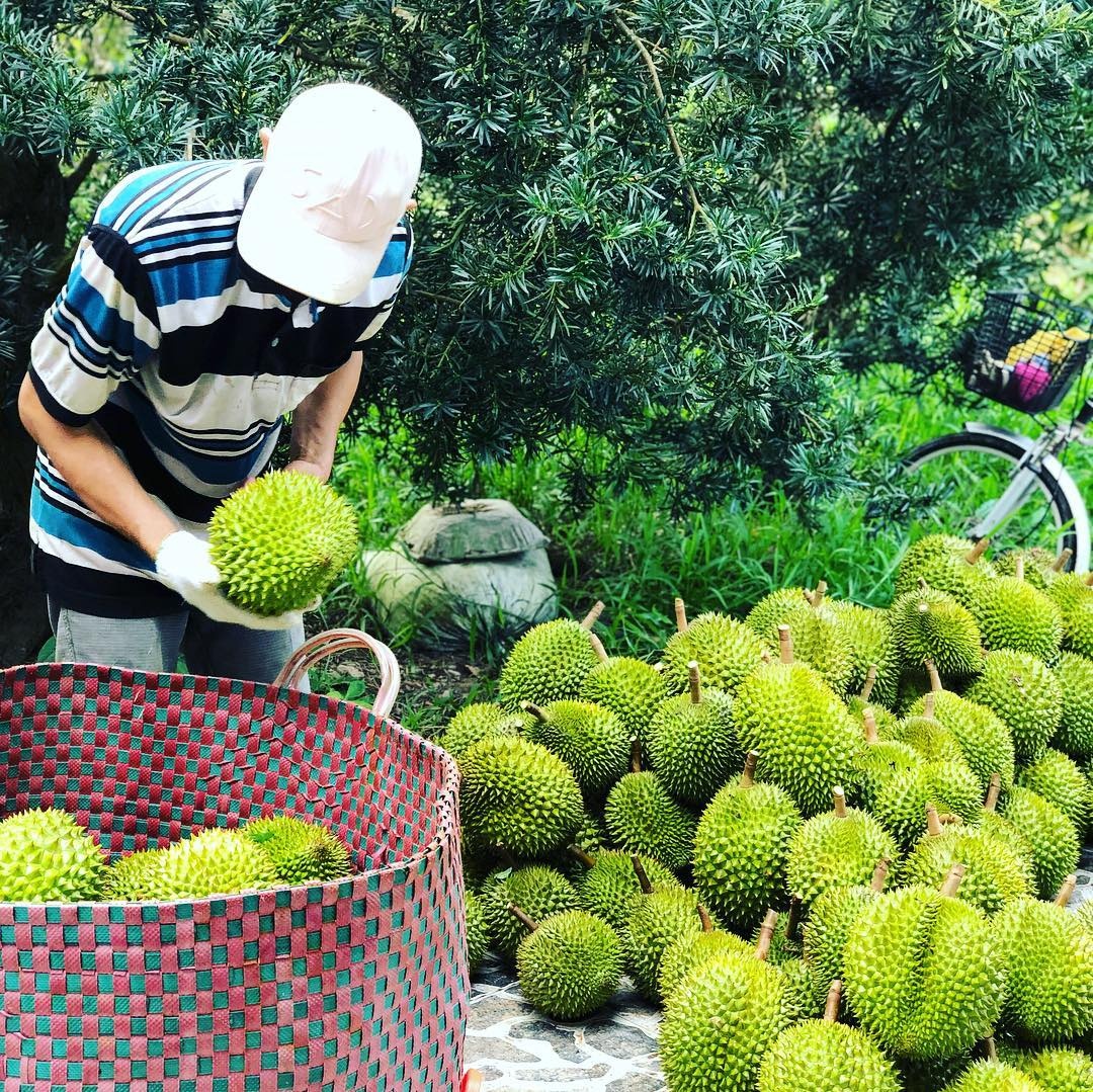 tinh duoc menh danh vuong quoc trai cay viet nam anh 4