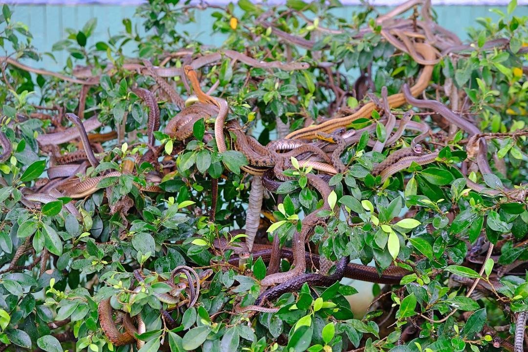 huyen chau thanh anh 6