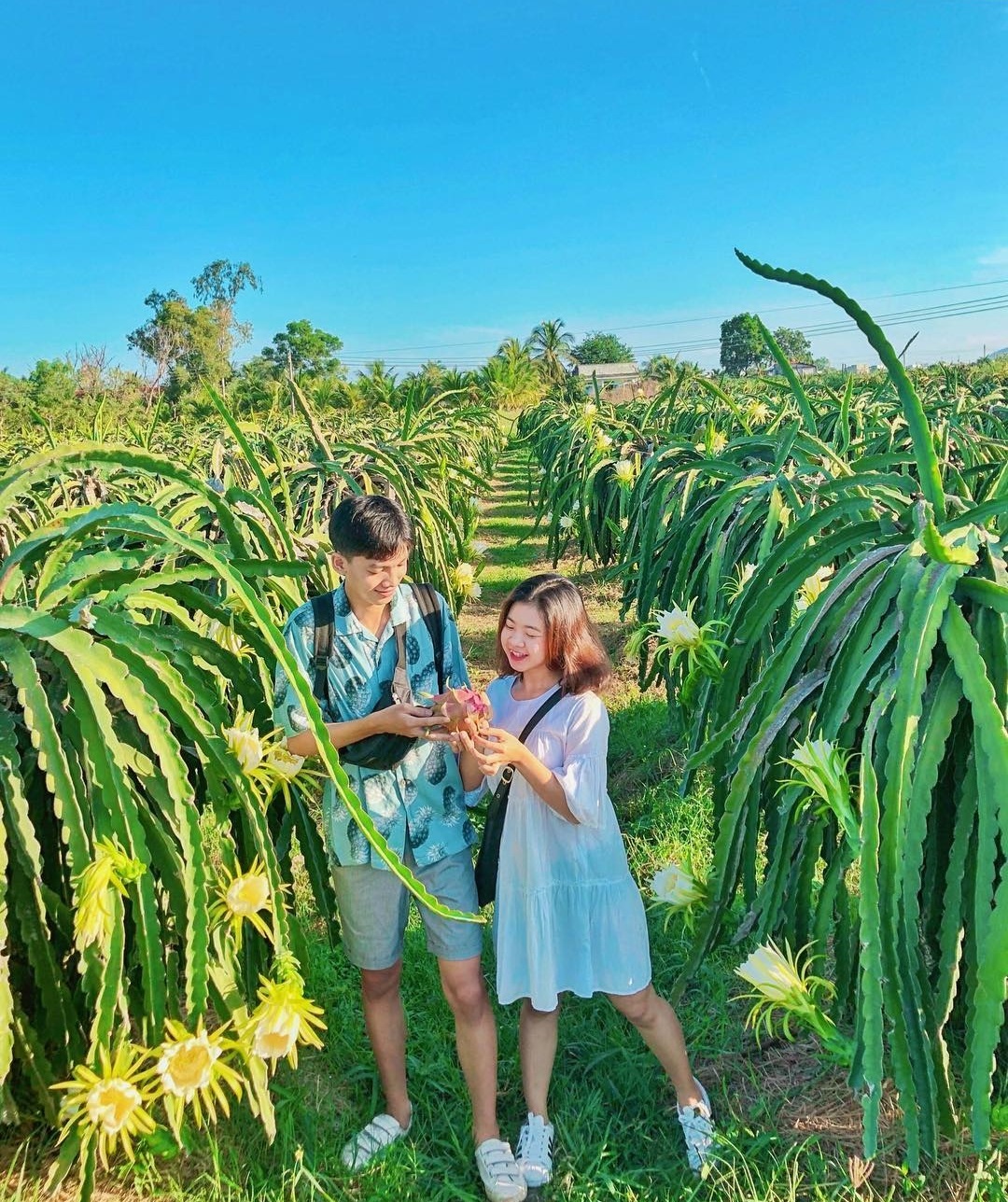 vương quốc thanh long việt nam ảnh 2 vuong quoc thanh long viet nam anh 2