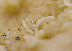 Ban co dam thu pho mai luc nhuc gioi song, nguy hiem nhat the gioi? hinh anh