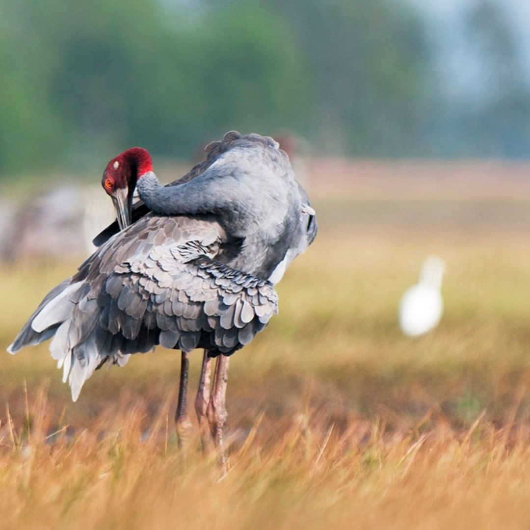 du lich dong thap anh 2