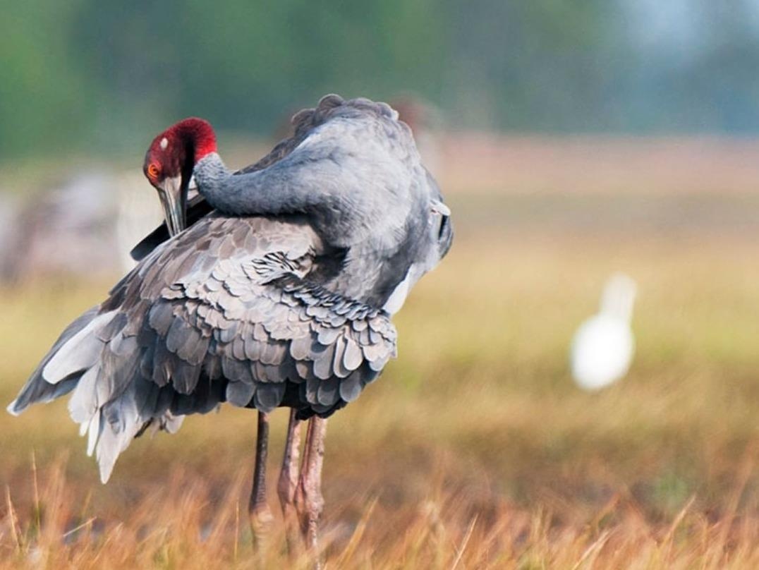 Loai chim nao la bieu tuong cua Dong Thap? hinh anh