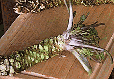 Wasabi ban an chua han chuan vi gia vi 'xin' nay cua Nhat rat dat tien hinh anh